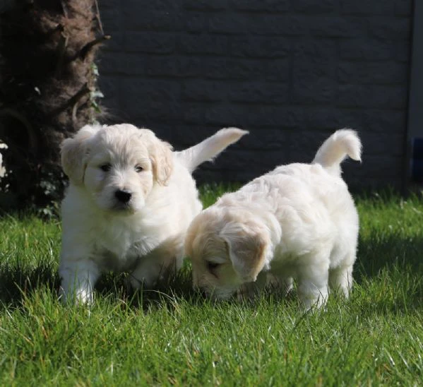 cuccioli di golden retriever disponibili per le loro case per sempre | Foto 1