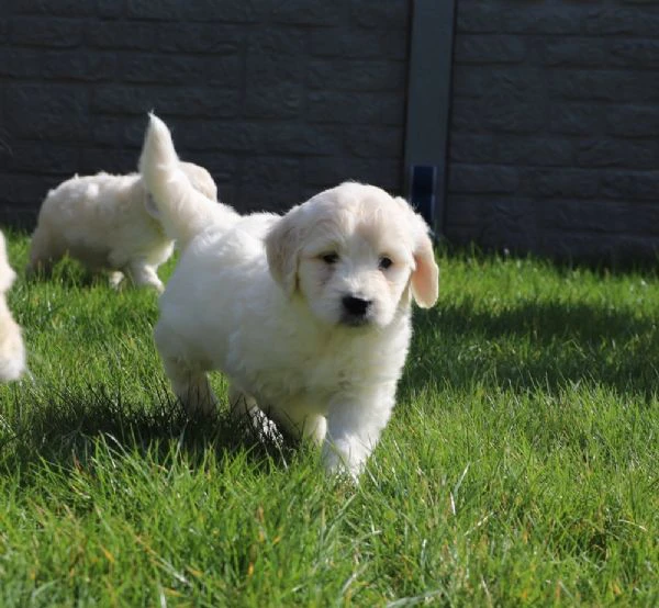cuccioli di golden retriever disponibili per le loro case per sempre | Foto 0