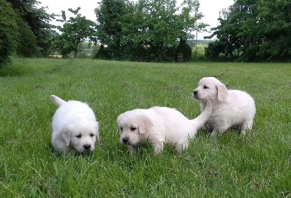 cuccioli di golden retriever disponibili per le loro case per sempre
