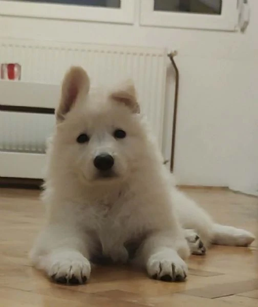 pastore svizzero bianco – cuccioli | Foto 3