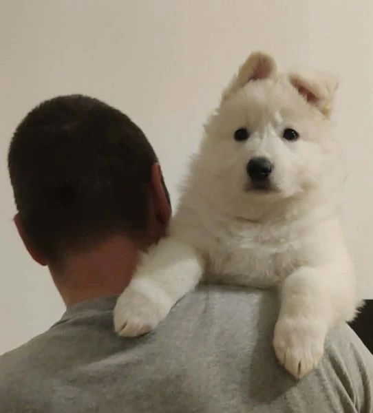 pastore svizzero bianco – cuccioli | Foto 2