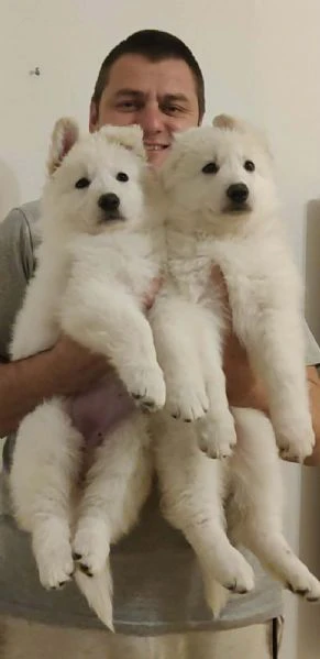 pastore svizzero bianco – cuccioli | Foto 1