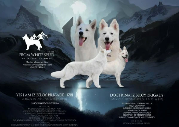 pastore svizzero bianco – cuccioli