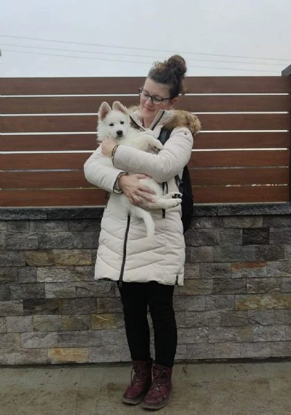 pastore svizzero bianco – cuccioli | Foto 0