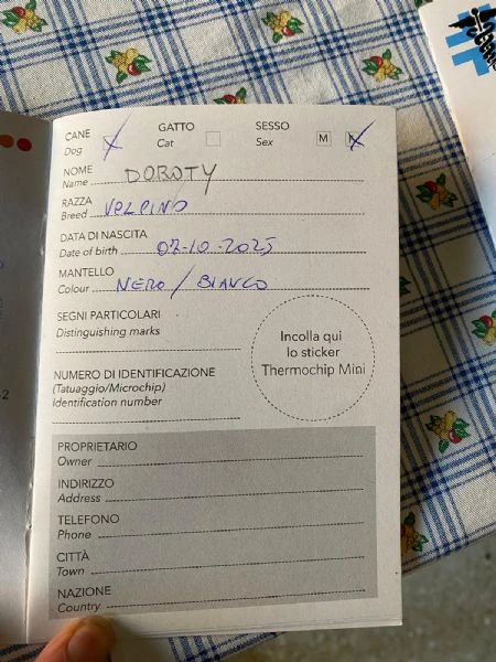 volpino italiano cucciolo sano – vaccinazioni iniziali sverminazioni e microchip