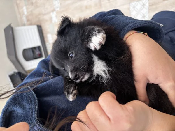 volpino italiano cucciolo sano – vaccinazioni iniziali sverminazioni e microchip