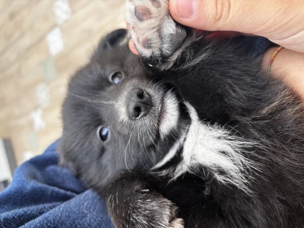 volpino italiano cucciolo sano – vaccinazioni iniziali sverminazioni e microchip | Foto 3