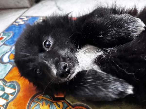 volpino italiano cucciolo sano – vaccinazioni iniziali sverminazioni e microchip | Foto 0