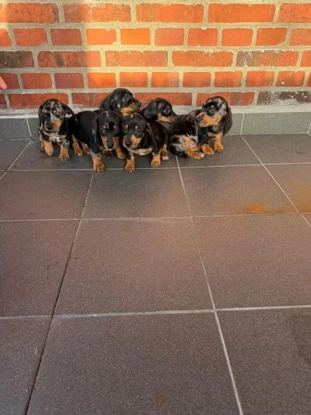 cuccioli di bassotti maschietti femminucce