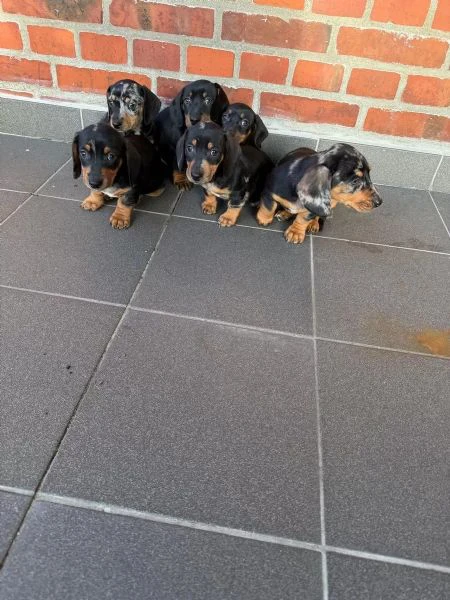 cuccioli di bassotti maschietti femminucce | Foto 6