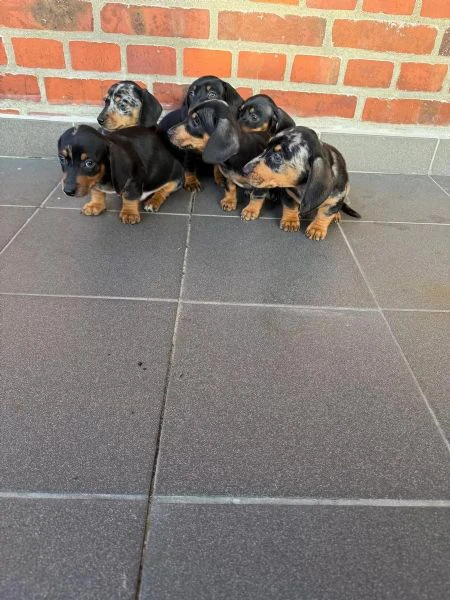 cuccioli di bassotti maschietti femminucce | Foto 1