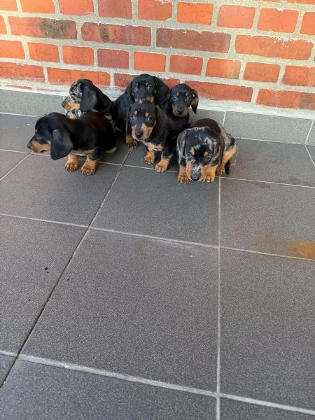 cuccioli di bassotti maschietti femminucce | Foto 0