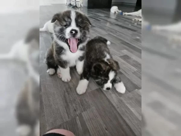 akita inu  disponibili maschi e femmine bianchi e tigrati. | Foto 1