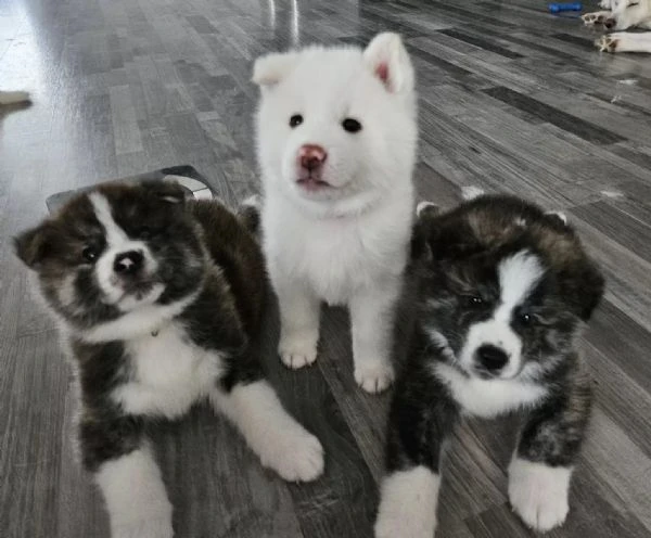 akita inu  disponibili maschi e femmine bianchi e tigrati. | Foto 0