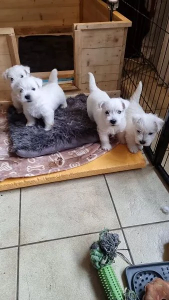 dolci e adorabili cuccioli di westie, cuccioli di west highland white terrier di razza pura | Foto 2