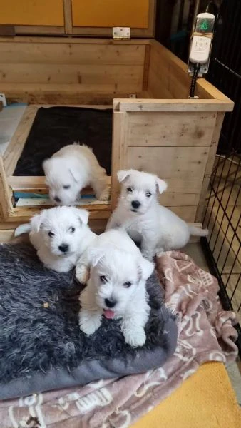 dolci e adorabili cuccioli di westie, cuccioli di west highland white terrier di razza pura