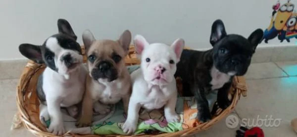 cuccioli di bulldog francese 