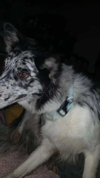 cuccioli collie austr[at]lian