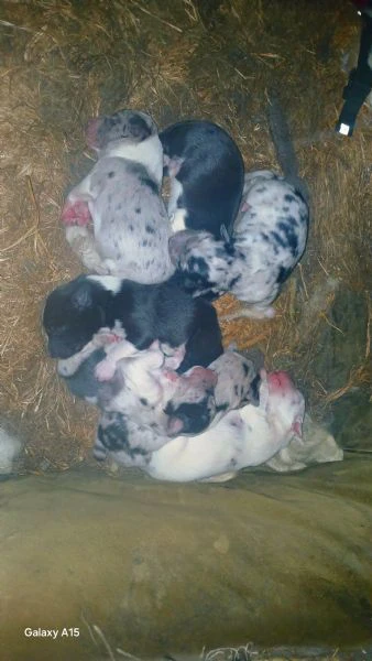 cuccioli collie australian | Foto 2