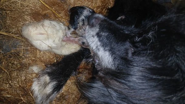 cuccioli collie austr[at]lian | Foto 0