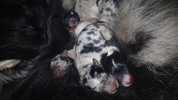 cuccioli collie australian | Foto 0