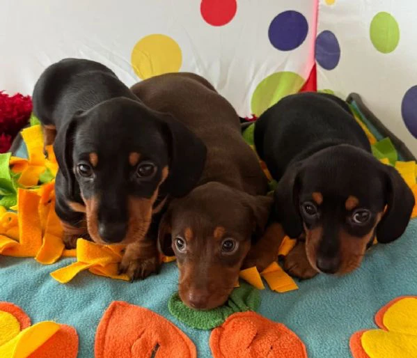 cuccioli di bassotto | Foto 0