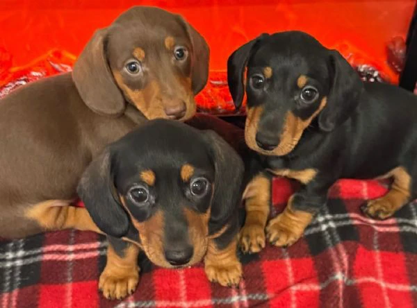 cuccioli di bassotto