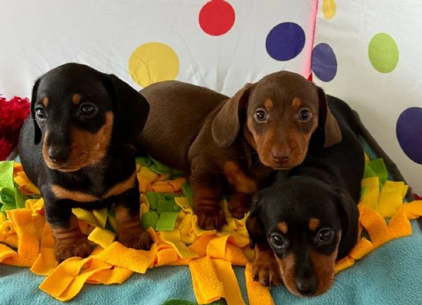 bassotti toy kaninchen disponibili subito