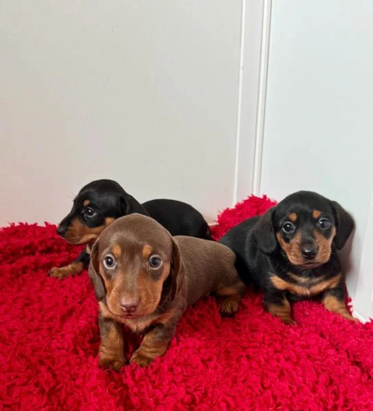 cuccioli di bassotto nano | Foto 1