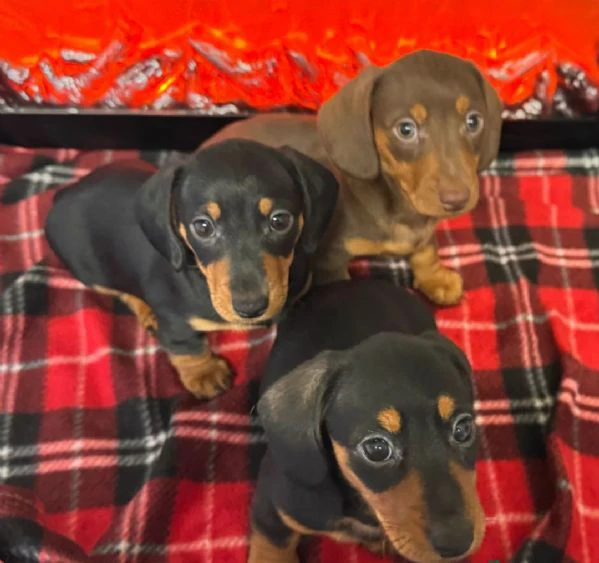 cuccioli di bassotto nano