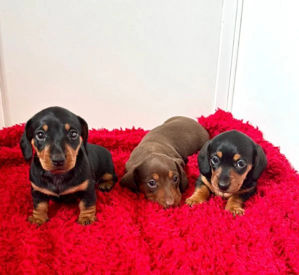 cuccioli di bassotto nano | Foto 0