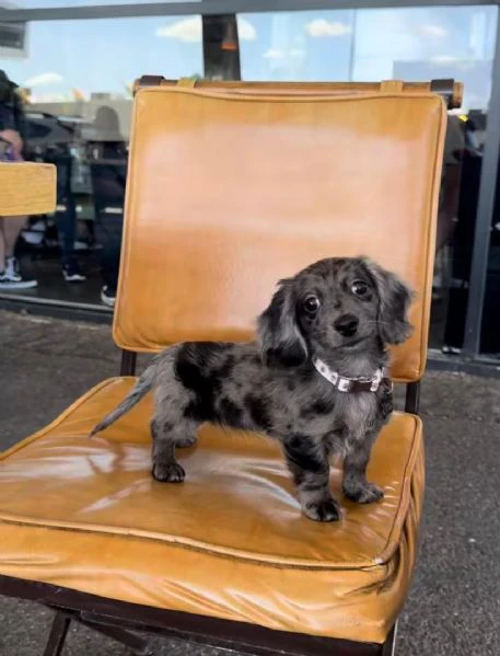 disponibile cucciolo di bassotto per adozione. | Foto 0