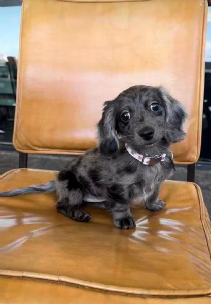 disponibile cucciolo di bassotto per adozione.. | Foto 0