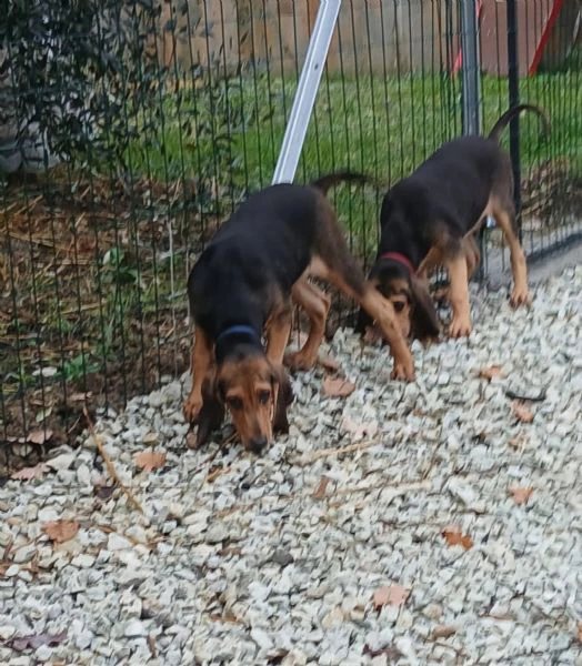 vendo 2 cuccioli razza segugio italiano a pelo raso