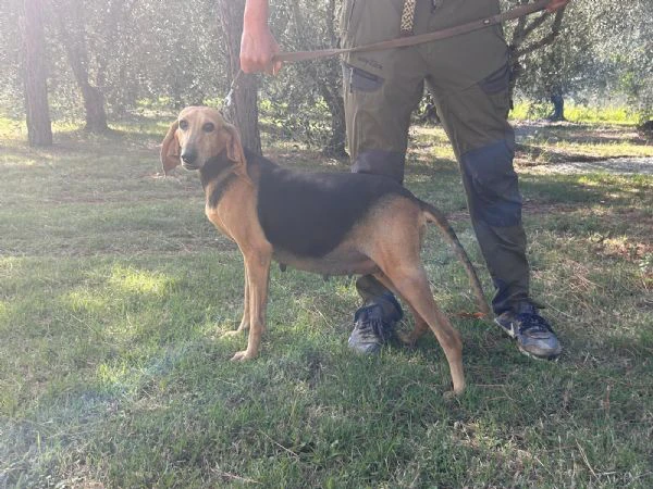 vendo 2 cuccioli razza segugio italiano a pelo raso | Foto 0