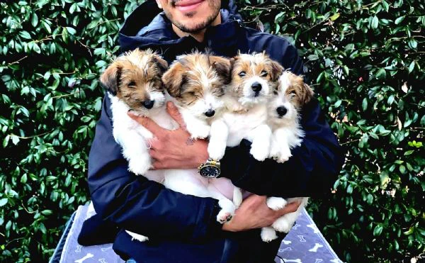 cuccioli jack russel 