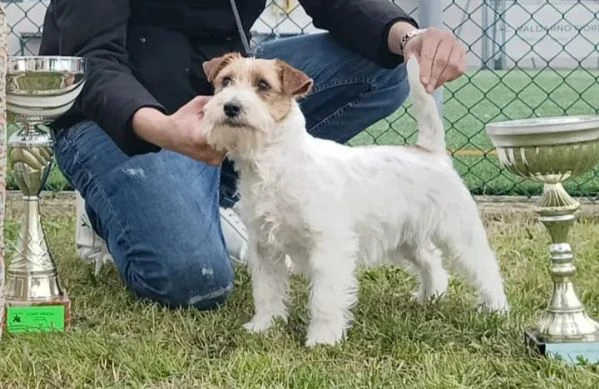 cuccioli jack russel  | Foto 6