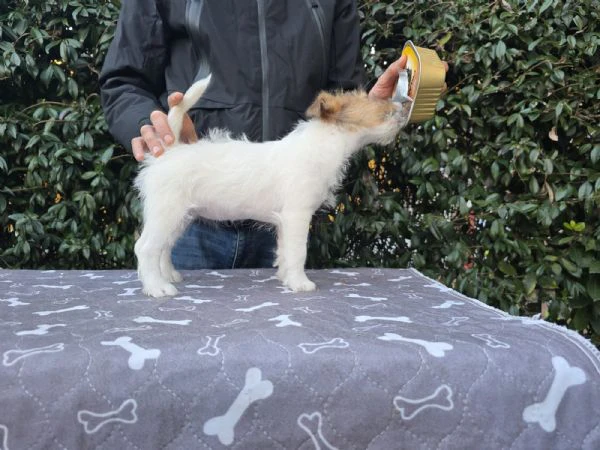 cuccioli jack russel  | Foto 5
