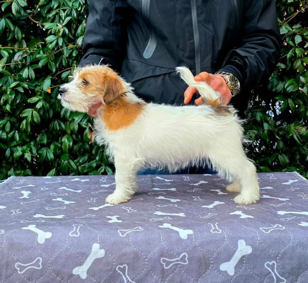 cuccioli jack russel  | Foto 4