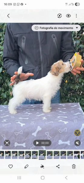 cuccioli jack russel  | Foto 3