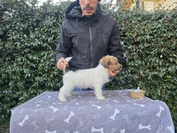 cuccioli jack russel  | Foto 2