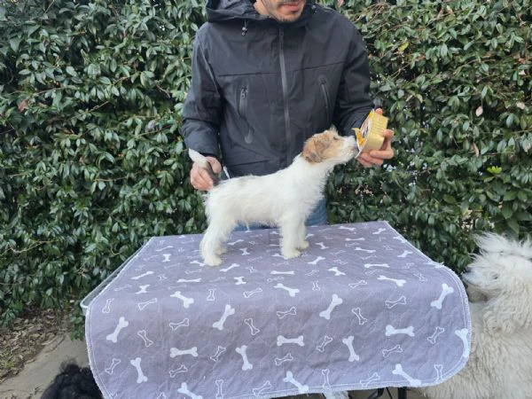 cuccioli jack russel  | Foto 1