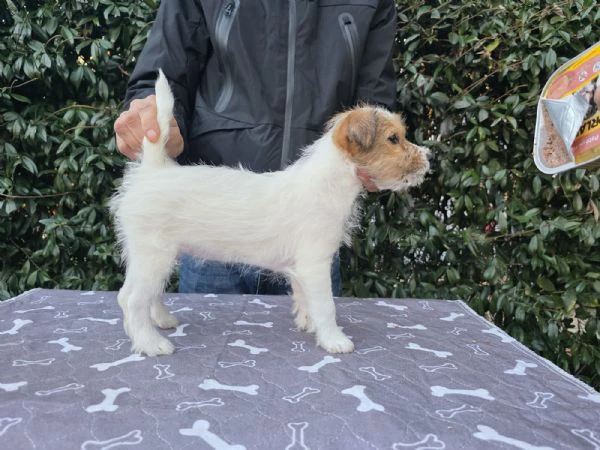 cuccioli jack russel  | Foto 0