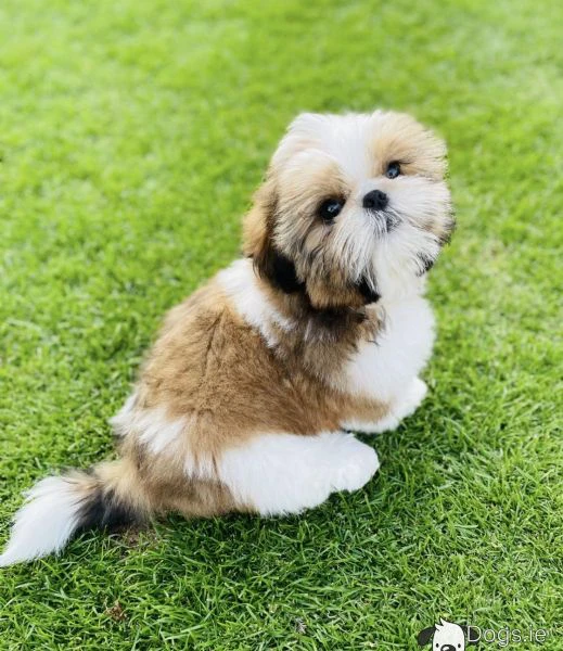 adorabili cuccioli di shihtzu disponibili. | Foto 0