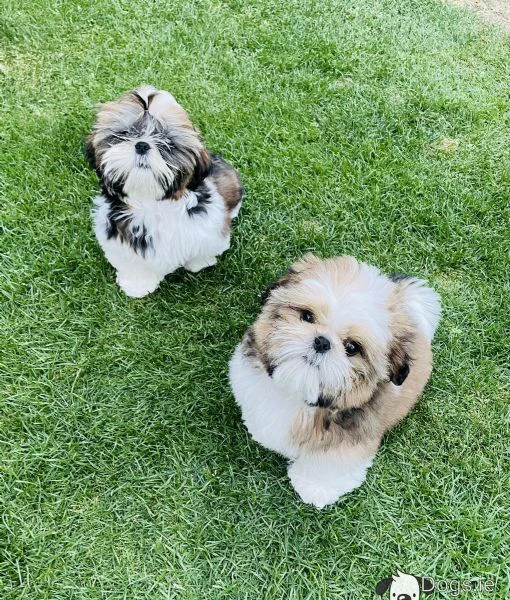 adorabili cuccioli di shihtzu disponibili.