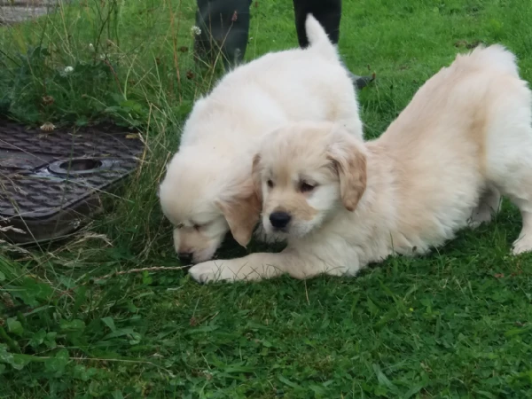 cuccioli di labrador retriever in adozione.