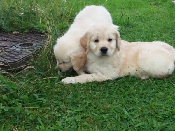 cuccioli di labrador retriever in adozione. | Foto 0