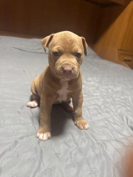 american pitbull terrier