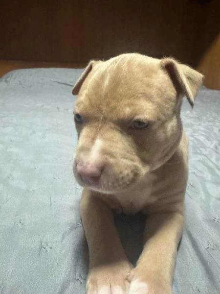 american pitbull terrier | Foto 3