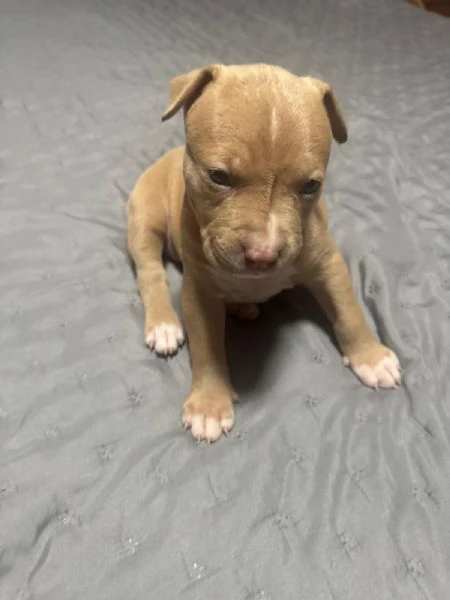 american pitbull terrier | Foto 0